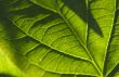 Macro Backlit Leaf