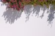 Bougainvilleas Casting Shadow