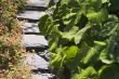 Lush Green Garden