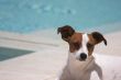 JRT soaks up the sun poolside on a warm summer day.