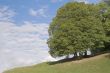 Tree and sky