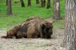 Aurochs