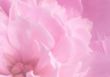 Background - pink petals of a peony