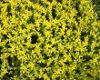 Spring green grass with yellow flowers