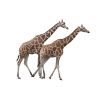 Two giraffes