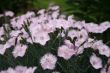 evening aroma