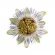 Single Passion Flower