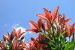many pink lily