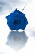 Single blue rose
