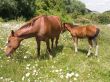 The horse and foal