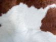real cow skin texture