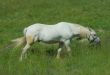 White horse on a meadow