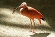 Red ibis