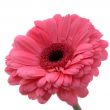 Purple Daisy Flower