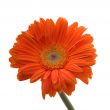 Orange Daisy Flower