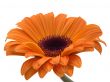 Yellow Daisy Flower