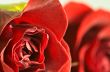 abstract close up of red rose with droplets