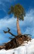Fantastic pine-tree with a holderbat