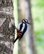 Woodpecker