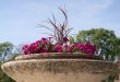 Petunias