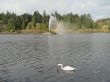 swan on a lake