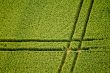 Cornfield, Aerial Photo