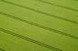 Cornfield, Aerial Photo