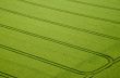 Cornfield, Aerial Photo