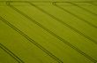 Cornfield, Aerial Photo