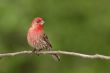 Male House Finch on Branch