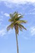 Palm Against Sky