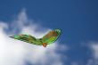 Kite in the sky