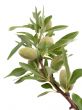 Branch with almond nuts