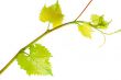Wine branch