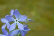 periwinkle