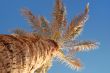 tropical palm on beach on background sky