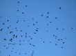 bunch of crows in the blue sky