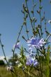 cornflower