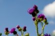 thistle