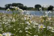 camomile in landscape