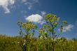 wild flowers