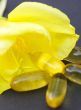 evening primrose