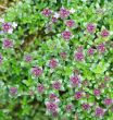 thyme
