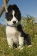 puppy border collie