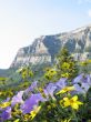 flowers and mountain