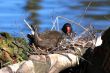 Moorhen on nest