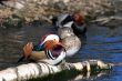 Mandarin Duck