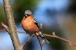 Chaffinch