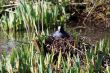 Coot on nest