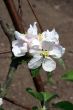 Apple Blossom